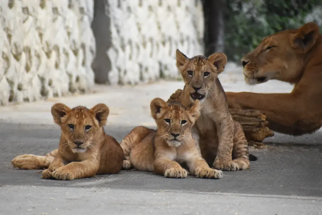 10月23日開始 群馬県民限定 秋のサファリが子ども無料
