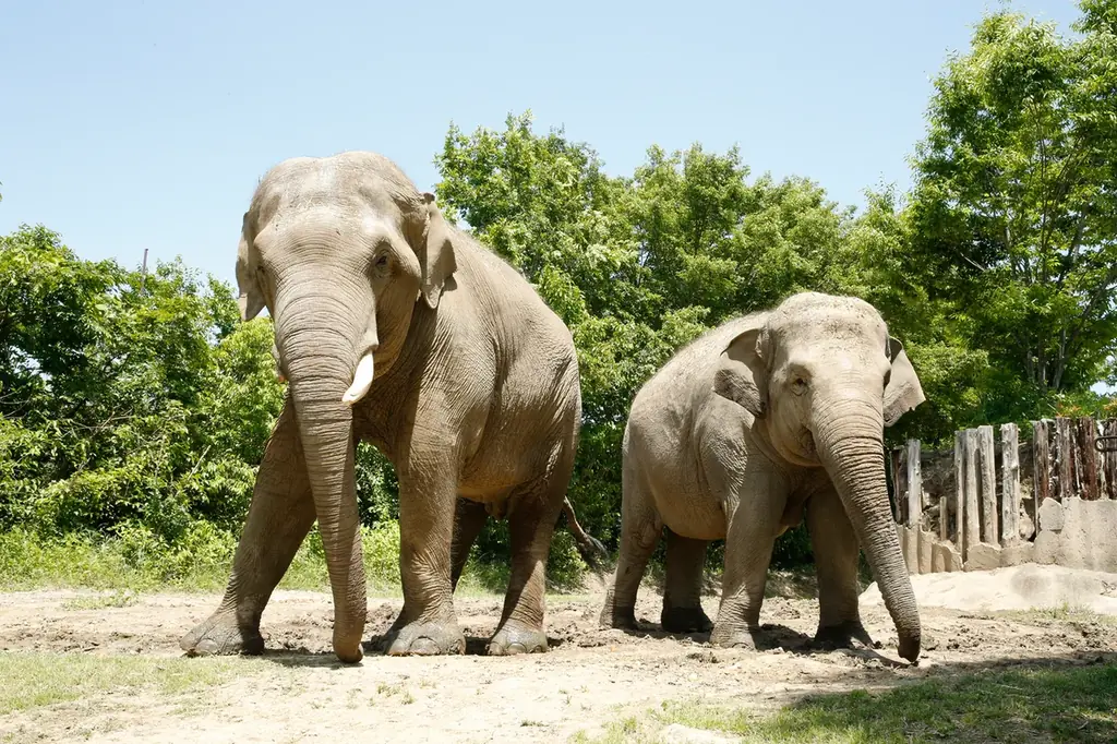 群馬県民限定！秋のサファリを特別料金で楽しむ8日間（県民割） 画像 2