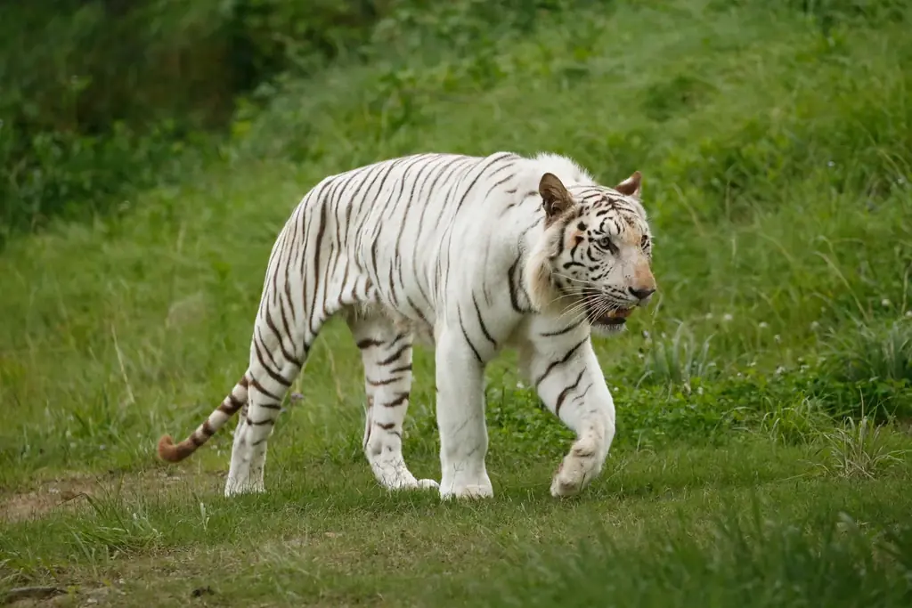 群馬県民限定！秋のサファリを特別料金で楽しむ8日間（県民割） 画像 3