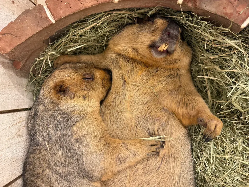 マーモット村大阪店開業