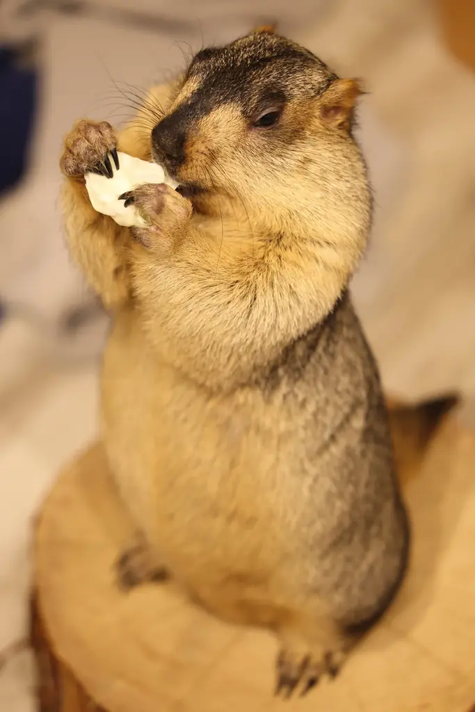 【話題沸騰】日本初のマーモット専門アニマルカフェ「マーモット村」、2号店が大阪に2025年11月グランドオープン 画像 2