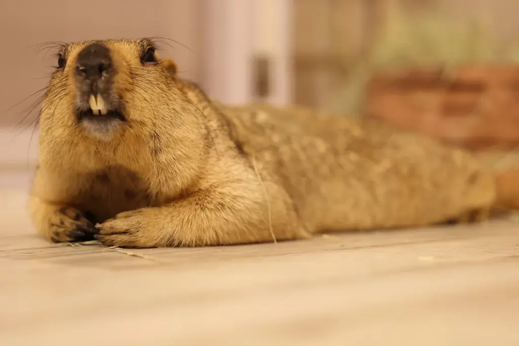 【話題沸騰】日本初のマーモット専門アニマルカフェ「マーモット村」、2号店が大阪に2025年11月グランドオープン 画像 4