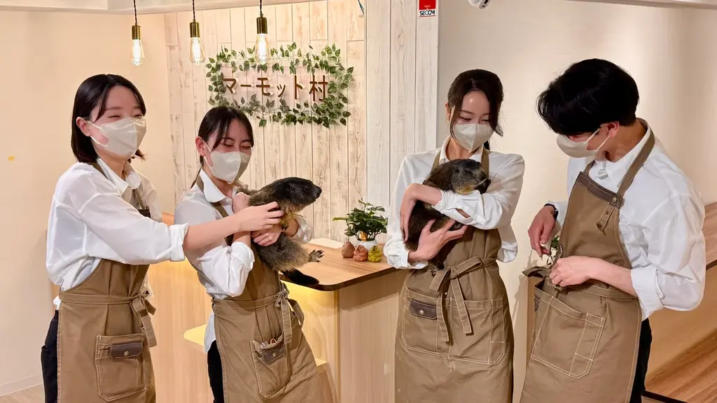 【話題沸騰】日本初のマーモット専門アニマルカフェ「マーモット村」、2号店が大阪に2025年11月グランドオープン 画像 5