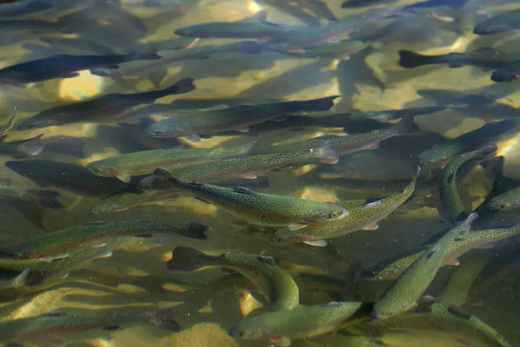 大北海道展連動!! 北海道二海(ふたみ)サーモンを使ったメニューフェアを新宿髙島屋レストランズ パークで10/22(水)～31(金)で開催。 画像 4