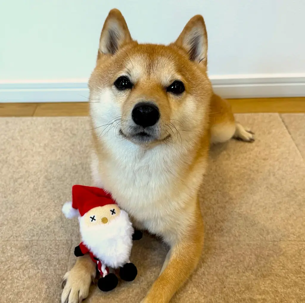 今年のX’masはワンちゃんのワクワクを1箱に。「ココグルメクリスマスBOX 2025」数量限定で予約開始！ 画像 7