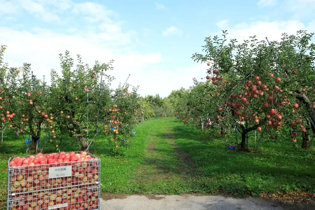 モホドリ蒸溜研究所より、青森のりんごで熟成を重ねたアップルブランデー「LOVEVADOS 檎暁 3年」を数量限定発売 —— 青森のテロワールを映す36％アップルブランデー 画像 11