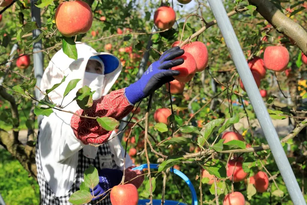 モホドリ蒸溜研究所より、青森のりんごで熟成を重ねたアップルブランデー「LOVEVADOS 檎暁 3年」を数量限定発売 —— 青森のテロワールを映す36％アップルブランデー 画像 4