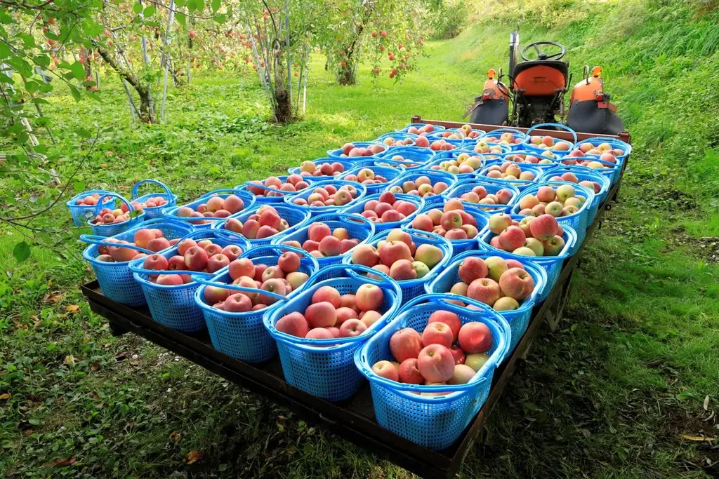 モホドリ蒸溜研究所より、青森のりんごで熟成を重ねたアップルブランデー「LOVEVADOS 檎暁 3年」を数量限定発売 —— 青森のテロワールを映す36％アップルブランデー 画像 6