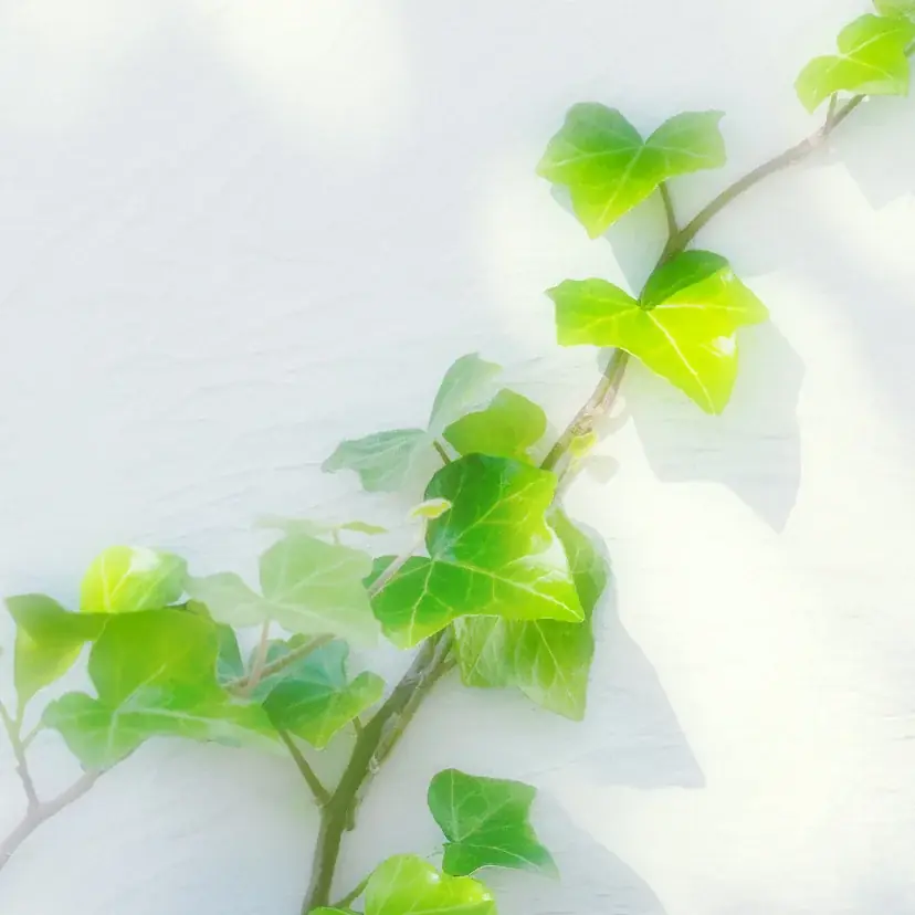 ＜2025秋 新作セットリング＞永遠を繋ぐ輝き「Infinity Plants（インフィニティ プランツ）」発売 – 銀座ダイヤモンドシライシ 画像 3