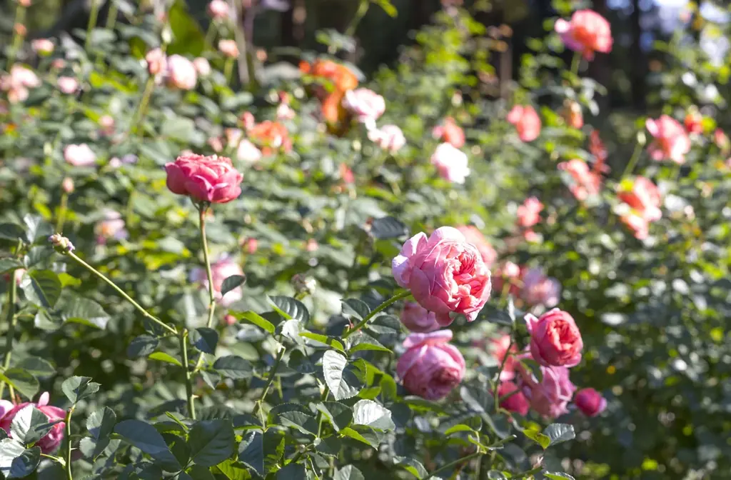 四季の香オータムフェス
