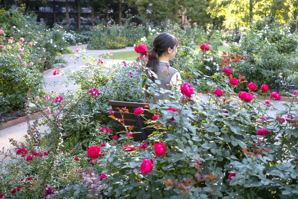 6万人超えの来場を春バラシーズンに記録した／練馬区立 四季の香ローズガーデン／豊潤な香りと深い色合いの秋バラが見ごろを迎える 画像 2