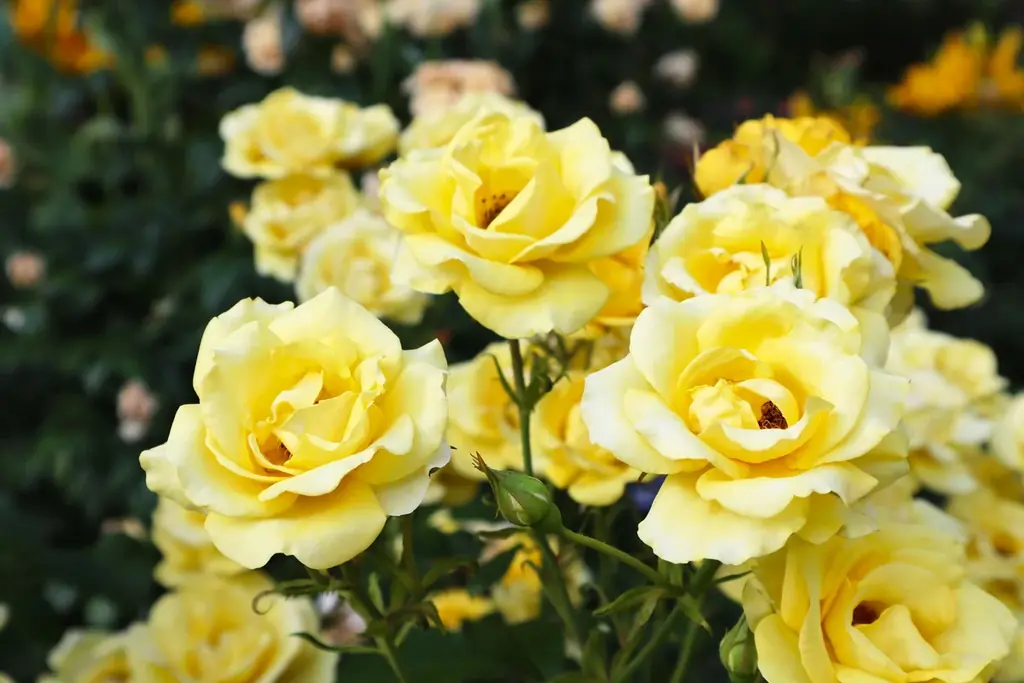 6万人超えの来場を春バラシーズンに記録した／練馬区立 四季の香ローズガーデン／豊潤な香りと深い色合いの秋バラが見ごろを迎える 画像 3