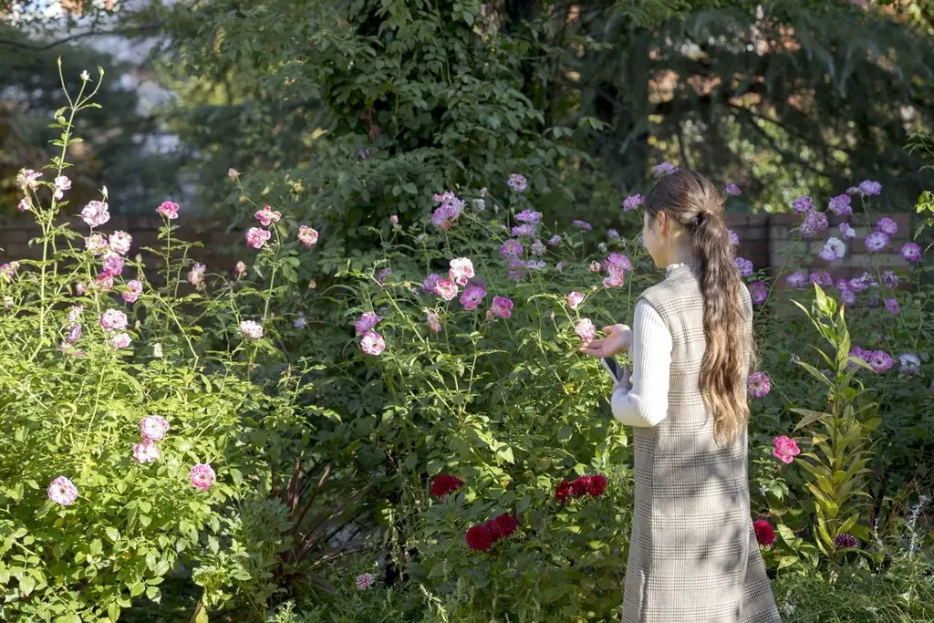 6万人超えの来場を春バラシーズンに記録した／練馬区立 四季の香ローズガーデン／豊潤な香りと深い色合いの秋バラが見ごろを迎える 画像 7