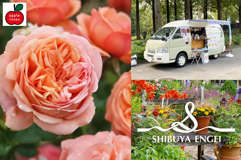 6万人超えの来場を春バラシーズンに記録した／練馬区立 四季の香ローズガーデン／豊潤な香りと深い色合いの秋バラが見ごろを迎える 画像 8