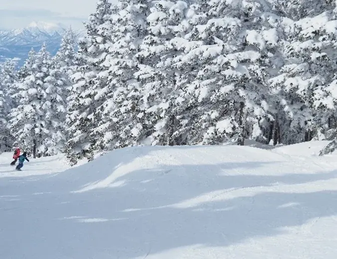 最大斜度36度、最長1,400mの非圧雪！長野県 竜王スキーパークにツリーランエリアが誕生！ 画像 8