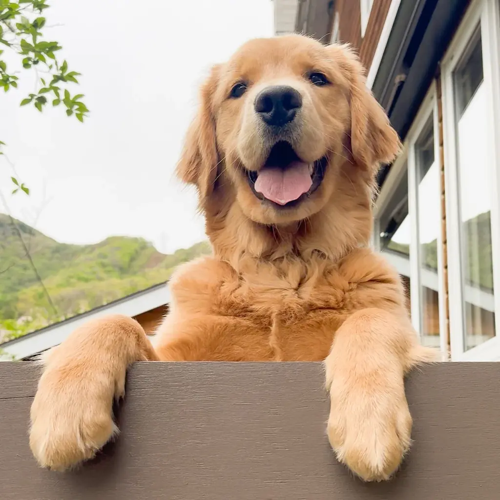 「楽天トラベル」、犬の日に合わせて、宿の看板犬ランキングを発表 画像 3
