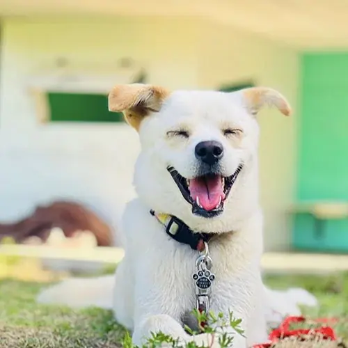 「楽天トラベル」、犬の日に合わせて、宿の看板犬ランキングを発表 画像 4