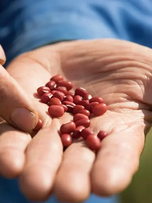 いよいよ10月24日(金)解禁！「北海道どら焼きヌーボー」。どら焼きにも旬があります。今秋収穫した新小豆を最速で餡に仕立てどら焼きにしました。 画像 3