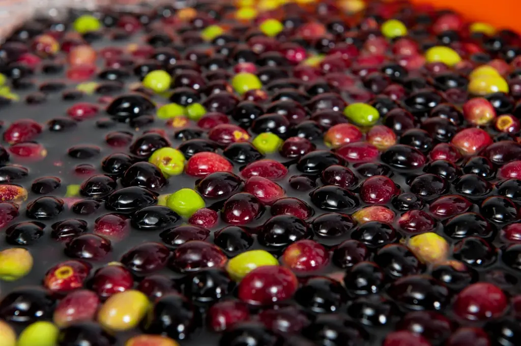 “発酵×オリーブ”から生まれた、素材の力をまっすぐ届ける新美容液 新ブランド「ferment（ファーメント）」誕生 画像 6