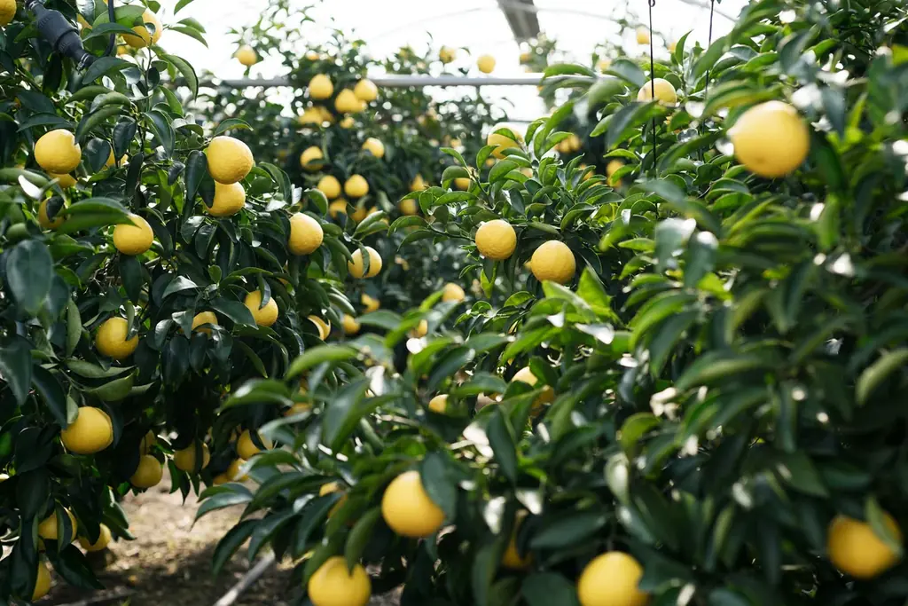 みやざきブランド「日向夏」が小説「薬屋のひとりごと」とコラボ！ 画像 2