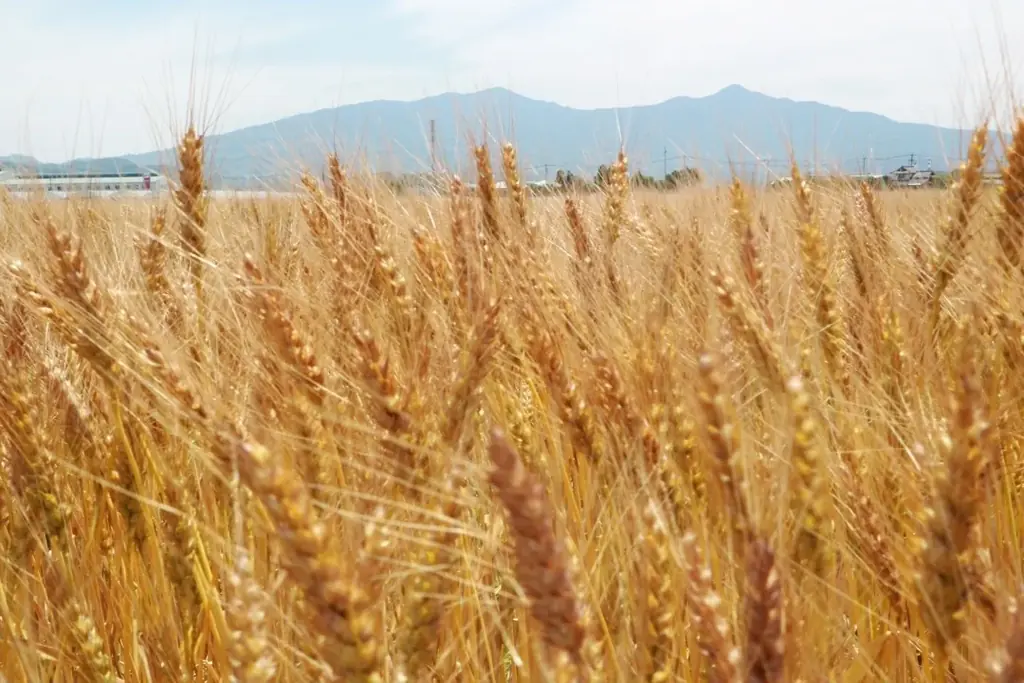 国内随一の小麦フードイベント『麦フェス2025』今年も開催！ 画像 13