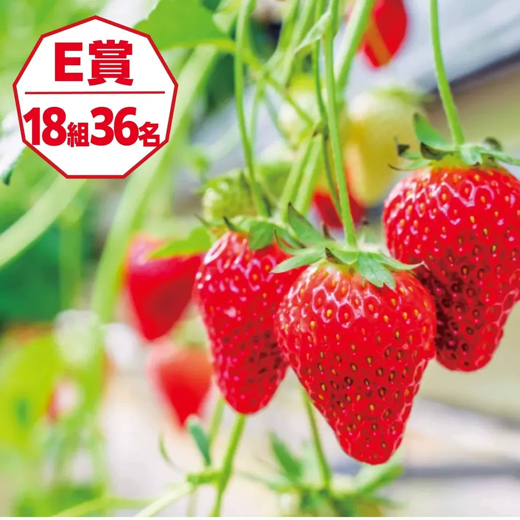 買って、食べて、体験して。ペア宿泊券や千葉県の自慢の産品など豪華プレゼントが当たる「ちばまるしぇキャンペーン2025」来年1月5日（月）まで開催中！ 画像 7