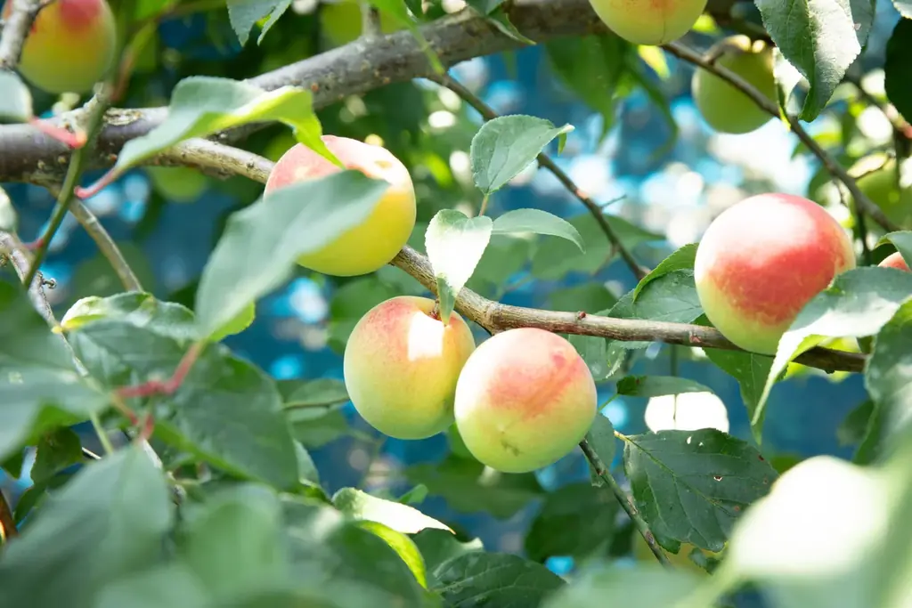 Lène梅ペースト発売