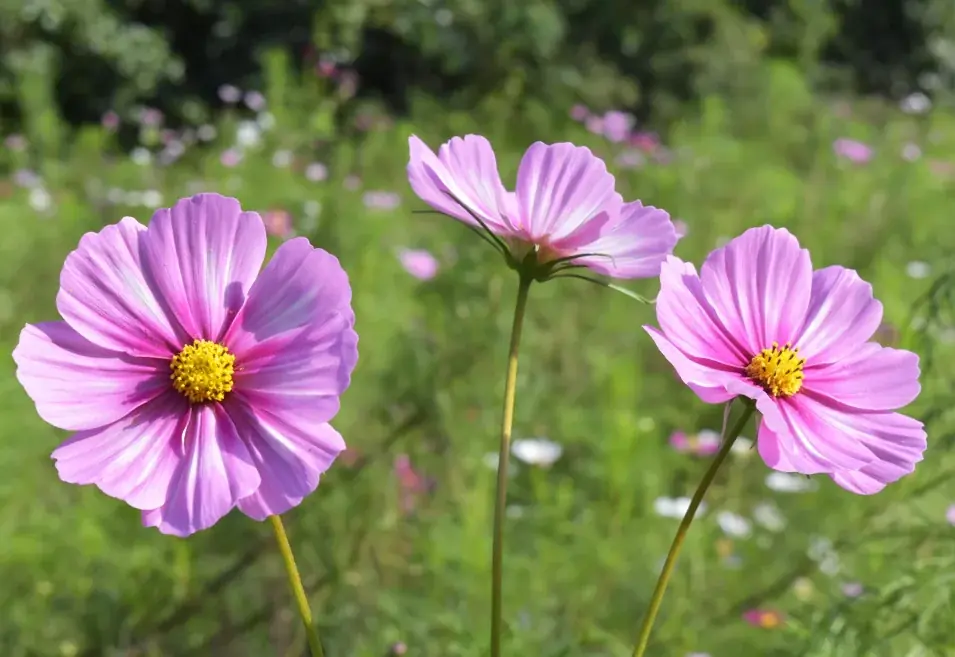 【入園無料】三浦半島最大級！約100万本のコスモス花畑を本日から開園！11月24日（月・祝）まで（横須賀市くりはま花の国） 画像 2