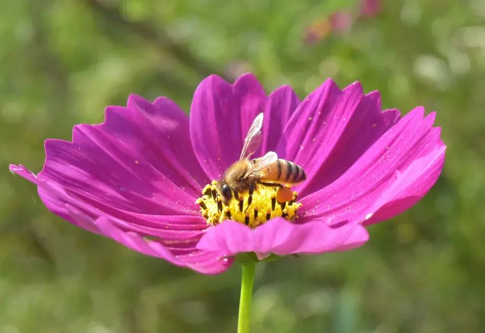 【入園無料】三浦半島最大級！約100万本のコスモス花畑を本日から開園！11月24日（月・祝）まで（横須賀市くりはま花の国） 画像 3