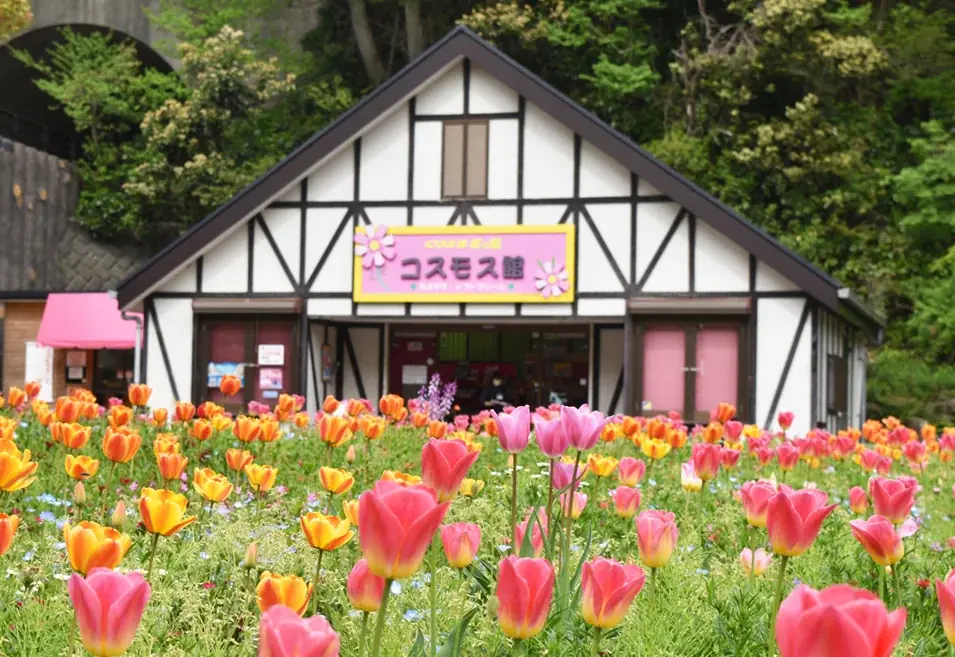 【入園無料】三浦半島最大級！約100万本のコスモス花畑を本日から開園！11月24日（月・祝）まで（横須賀市くりはま花の国） 画像 5