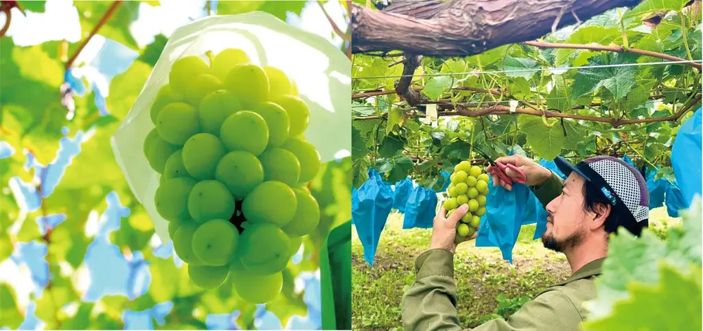 【新規気鋭のパティシエによる年に一度のスイーツの祭典】ufu.fes2025「焼き菓子とパフェ展」鋸山BASE×宮下果樹園コラボレーションクレープ発売！ 画像 6