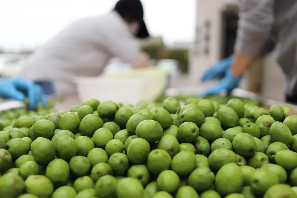 赤屋根浅漬発売