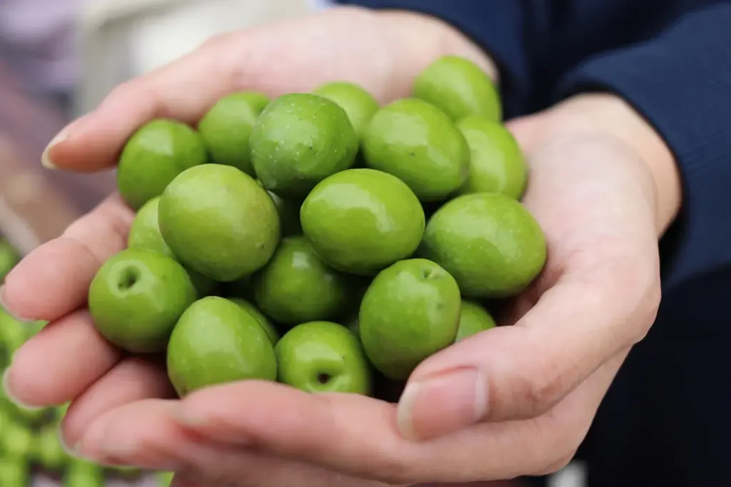 季節限定発売 夏の酷暑・秋の適度な降雨。天候に恵まれ、今年の果実は最高の出来！例年より2回りほど玉太りの良い「オリーブの浅漬」で秋の実りを堪能！ 画像 2