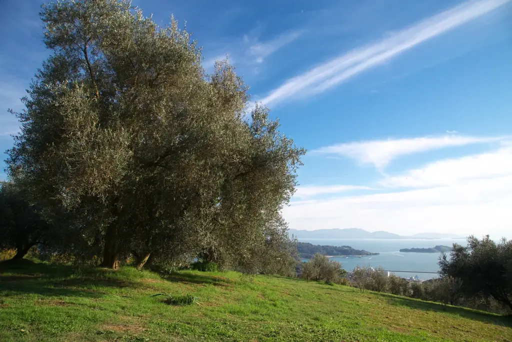 季節限定発売 夏の酷暑・秋の適度な降雨。天候に恵まれ、今年の果実は最高の出来！例年より2回りほど玉太りの良い「オリーブの浅漬」で秋の実りを堪能！ 画像 5
