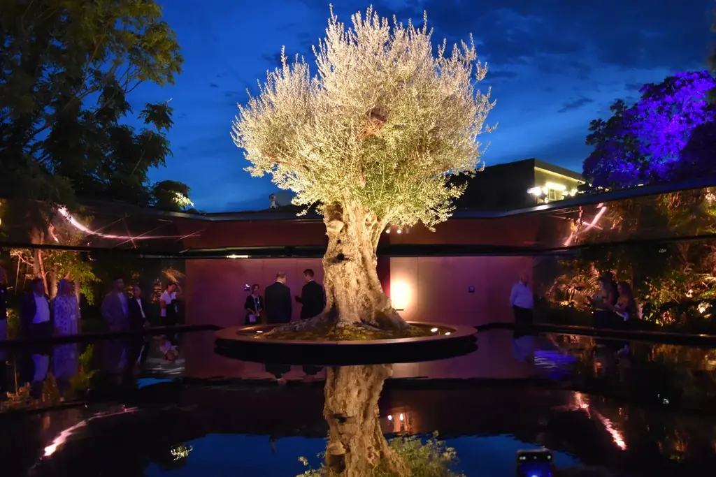 千寿オリーブ入札、締切は11/28　万博で注目の樹を取得