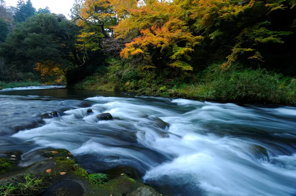 加賀・山中温泉【のどぐろ・能登牛・ズワイ蟹】会席料理と “SAKE BAR べに蔵” で地酒3種の飲み比べ 画像 20