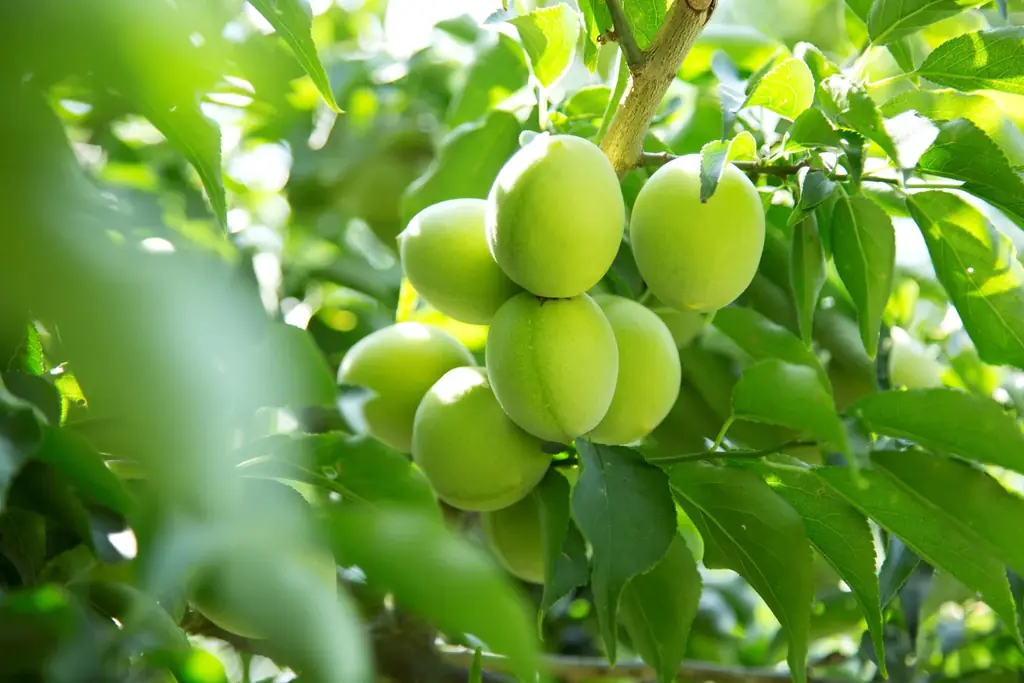 叶 匠壽庵のカフェ人気メニューを商品化　濃厚チョコレート『梅ほころび てりーぬしょこら』11月1日発売！ 画像 3