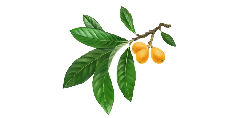 MARKS&WEB（マークスアンドウェブ）から季節限定「ユズ/ビワ葉」が登場　高保湿化粧水など全8アイテムを11月1日(土)発売 画像 3