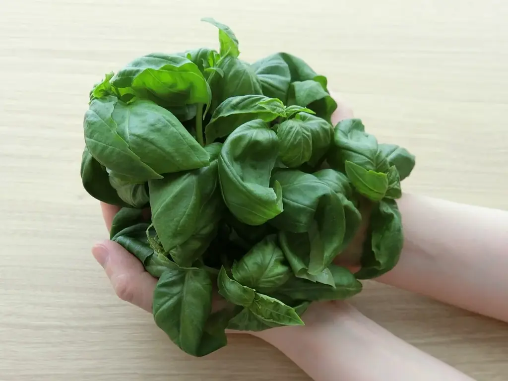 現役の近畿大学大学院生が経営する近畿大学発ベンチャーとハウス食品がコラボ！ハウス食品の「深蒸しバジル」を使用した麻婆豆腐ラーメンをすするか、すすらんか。心斎橋店で期間限定販売 画像 2