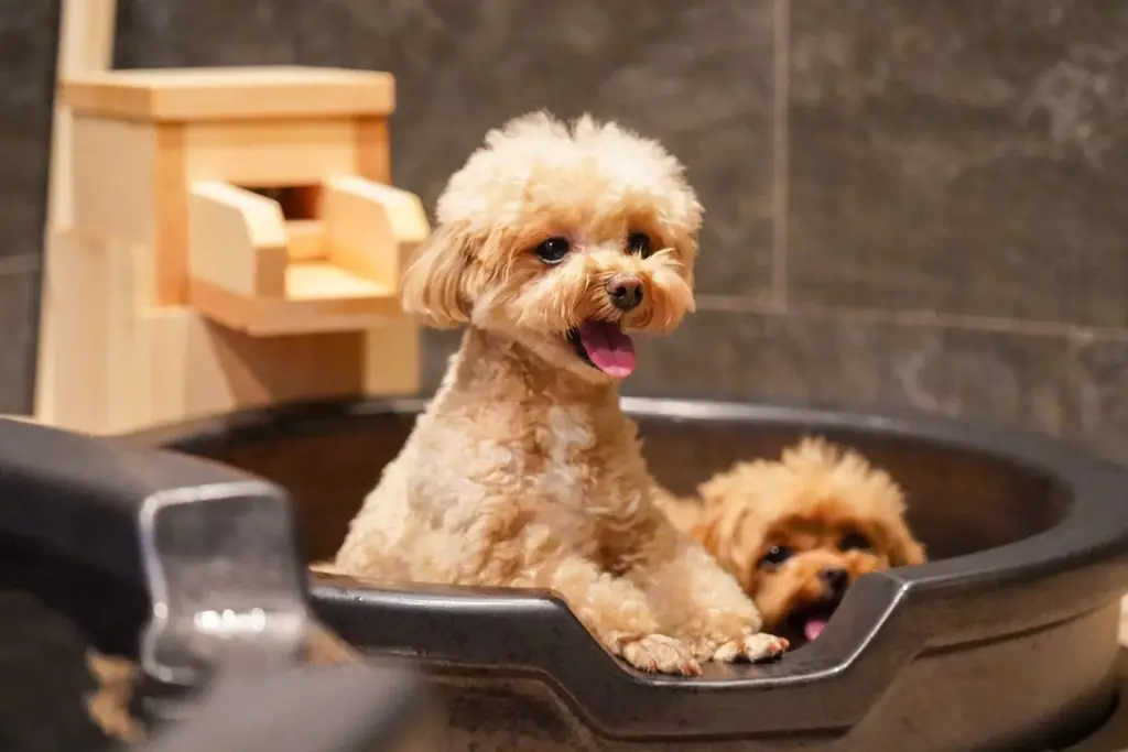 愛犬と一緒に“湯めぐりスタンプラリー”を愉しもう！熱海や箱根含む7施設にてキャンペーン開催｜2025年11月17日～ 画像 2