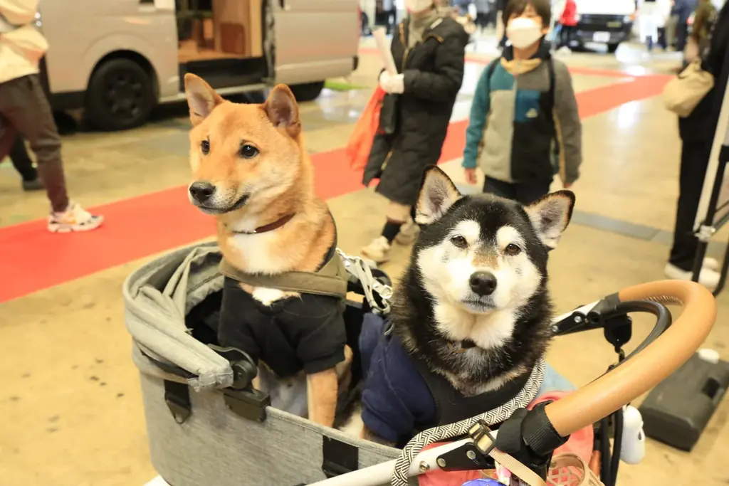 アジア最大級のキャンピングカーの祭典「ジャパンキャンピングカーショー2026」開催決定！ 画像 7