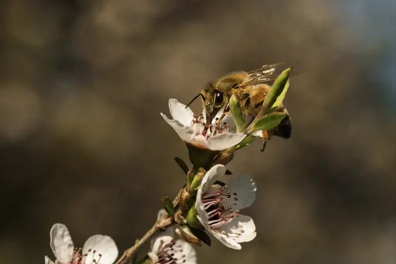 【日本初上陸】ニュージーランドの大自然から届く「クラフトマヌカハニー」養蜂歴50年超の養蜂家が生み出す「MOUNTAIN HARVEST」が日本に”初”登場！ 画像 6