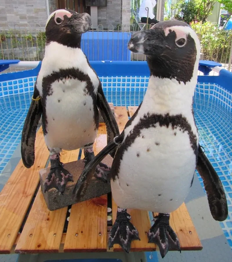 11月はプレミアム・アウトレットがさらにお得に　最大80％OFF「PREMIUM OUTLETS® SALE」11月7日（金）スタート 画像 6