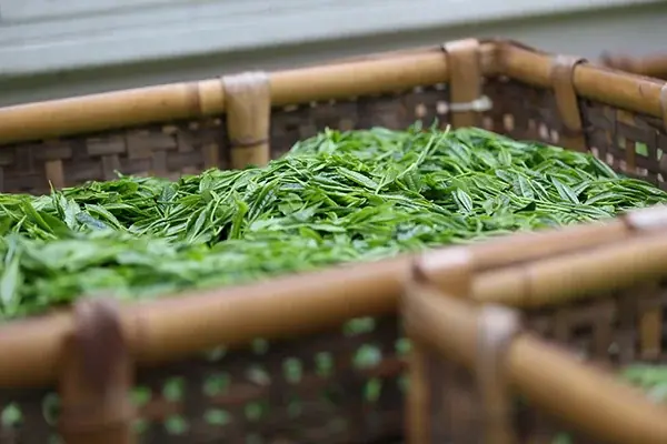 【ホテルメトロポリタンさいたま新都心】埼玉県産手摘み狭山抹茶のデザートを月替わりで提供【第二弾】 画像 5