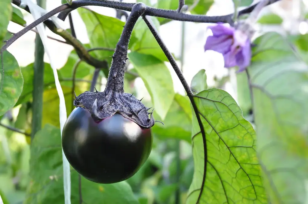 五街道の起点日本橋と東海道で結ばれたしずおか中部の交流企画｜日本橋の名店15店で桜えびやしらすなどしずおかの名産品を活かした特別メニューを味わう「日本橋 しずおか食堂」を11/8(土)より期間限定開催 画像 18