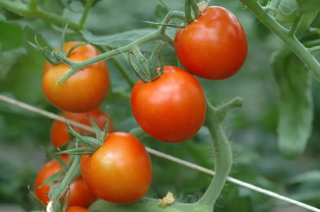 五街道の起点日本橋と東海道で結ばれたしずおか中部の交流企画｜日本橋の名店15店で桜えびやしらすなどしずおかの名産品を活かした特別メニューを味わう「日本橋 しずおか食堂」を11/8(土)より期間限定開催 画像 20