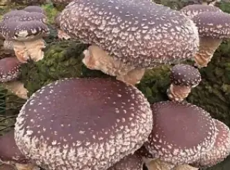 五街道の起点日本橋と東海道で結ばれたしずおか中部の交流企画｜日本橋の名店15店で桜えびやしらすなどしずおかの名産品を活かした特別メニューを味わう「日本橋 しずおか食堂」を11/8(土)より期間限定開催 画像 25