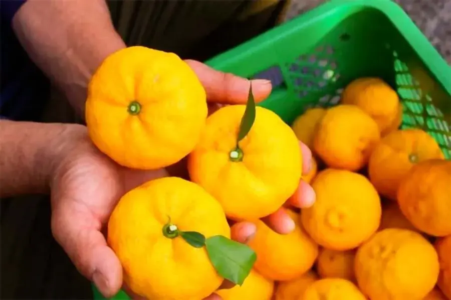 五街道の起点日本橋と東海道で結ばれたしずおか中部の交流企画｜日本橋の名店15店で桜えびやしらすなどしずおかの名産品を活かした特別メニューを味わう「日本橋 しずおか食堂」を11/8(土)より期間限定開催 画像 28