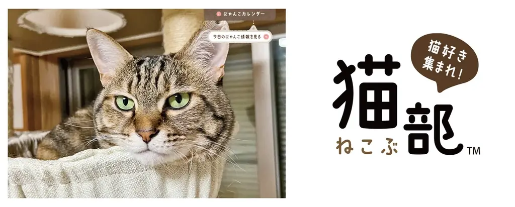 フェリシモ「猫部」と「にゃん賀状」とのコラボ年賀状が10月30日より販売スタート！ 画像 6