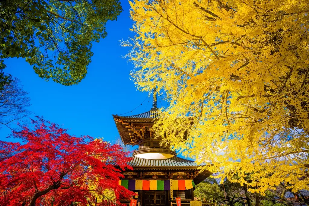 あしかがフラワーパークが日本最古の学校『史跡足利学校』を花と光の魔法で期間限定演出！ 画像 10